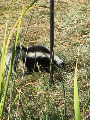 Skunk at the Bird Feeder