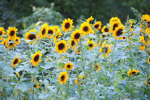 Sunflower Test